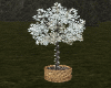Ficus Tree White Lit