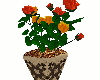 potted roses