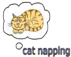 cat napping