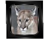 ~AA~ Square Cougar Frame