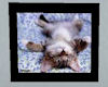 BN PICTURE SLEEP CAT