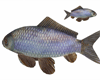 ANIMATED FISH POSELESS