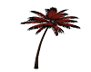 Red Leaf Palm Tree