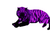 [Mae]Tiger Purple w Pose