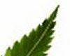 Wall Art Marijuana Leaf