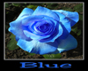 :) Blue Rose 5