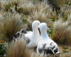 Romantic Albatrosses 