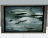 flying shark pics
