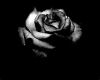 black rose pic