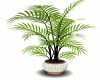 Palm Plant 1
