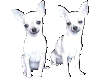 White Chihuahua's