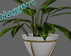 Indoor Plants