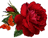 red rose and butterfly