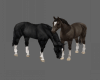 Z+Horses For Table