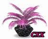 (CXX) Pink plant