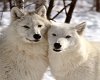 Arctic Wolf Cuddle