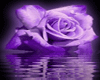 PurplePassion- D. Table