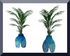 Blue Koru - Plant