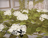 S= azalea plant Glamour