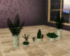 Floor potted plants