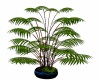 Blue Flame Plant
