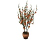 Orange/Peach Patio Plant