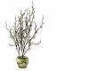 iM0 Daisy Bush