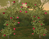 Arch Roses