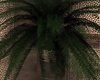 LKC Chevallier Palm