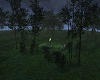 forest night