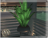 ℳ▸Vip Plant