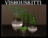 [VK] 1 Bdr Plants