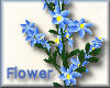 [my]Flower Clematis Blue