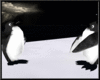 FroZeN Penguins