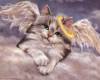 HW:Angel Kitten