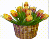 Basket  Yellow  Tulips
