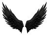 Nightshade Black wings