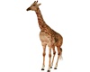 Giraffe animating