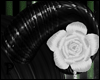 p|White Rose Horns