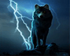ALM | cotout  alpha wolf