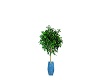 Ficus Tree-Potted