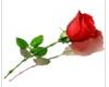 1 Red Rose