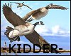 (K) Canadian Geese Flyin