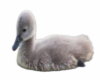 Baby Swan Filler
