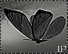 Spring Dark Butterflies