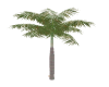tall palm tree addon