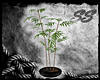 [SS] Sorrow Bamboo Plant