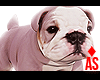 Adopt a Bulldog 8