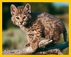 (K) Baby Bobcat