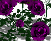 EM Purple  Rose  Bush